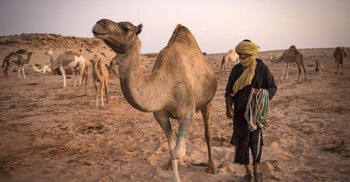 UN backs Morocco’s plan for Western Sahara