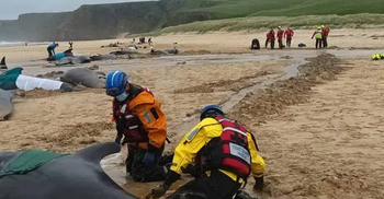 স্কটল্যান্ডের সমুদ্রসৈকতে অন্তত ৫০ পাইলট তিমির মৃত্যু