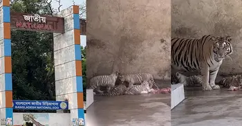 চিড়িয়াখানায় বাঘ দম্পতি টগর আর বেলির ঘরে চার শাবকের জন্ম