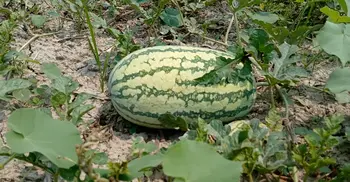 তরমুজে বাম্পার ফলন, তবু স্বস্তিতে নেই ঝালকাঠির কৃষকরা