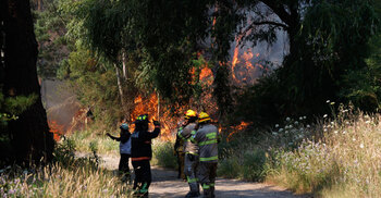 Chile declares emergency as wildfires kill 19
