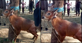 বিপন্ন বুনো ছাগল উদ্ধার করলো এলাকাবাসী