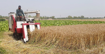 কৃষকের মুখে হাসি ফুটিয়েছে গম