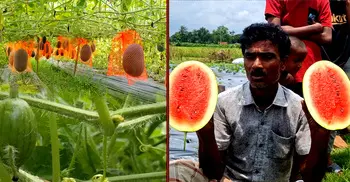 অসময়ের তরমুজ চাষে পাকুন্দিয়ার কৃষকের মুখে দ্বিগুণ হাসি
