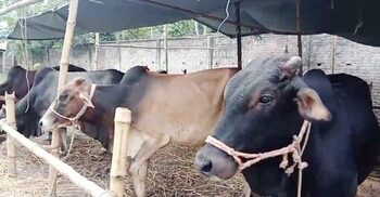 ঝালকাঠিতে চাহিদার চেয়ে বেশি কোরবানির পশু