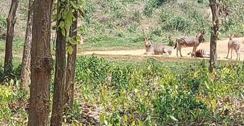 গাজীপুর সাফারি পার্কে জেব্রার পালে নতুন শাবক