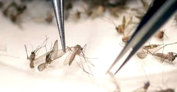 Zika virus detected in Dhaka
