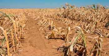 জিম্বাবুয়েতে ভয়াবহ খরা, জাতীয় দুর্যোগ ঘোষণা