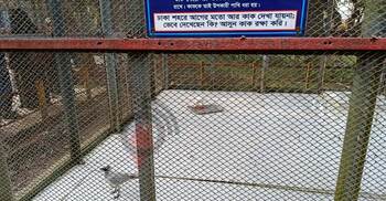 চিড়িয়াখানায় দর্শনার্থীর নজর কাড়ছে সাদা কাক