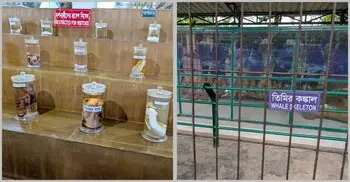 বয়ামে বাঘ-সিংহ, খাঁচায় নীল তিমি