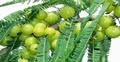 আমলকির যত গুণ