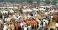 ঈদে রাজধানীতে ১৮টি পশুর হাট