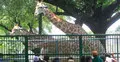 ঢাকা চিড়িয়াখানায় প্রাণী ও পাখির সংখ্যা ২৬২২