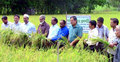 নীলফামারীতে আগাম পারিজা ধান কাটা শুরু