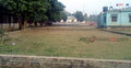 রাজশাহীতে প্রতিদিন কমছে আবাদি জমি
