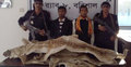 মঠবাড়িয়ায় হরিণের চামড়াসহ দুই যুবক আটক