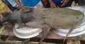 সিলেটে দেড় লাখ টাকায় একটি মাছ!