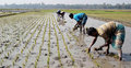 গাইবান্ধায় নদীতে পানি নেই : বোরো আবাদ নিয়ে শঙ্কায় কৃষক