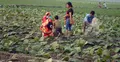 তামাক চাষে আগ্রহী হচ্ছে গাইবান্ধার কৃষক
