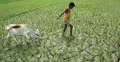 জলবায়ু পরিবর্তন ফসল উৎপাদনে বিরূপ প্রভাব ফেলছে