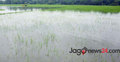 চাঁদপুরে ৫৭ হাজার হেক্টর ফসলি জমি পানির নিচে