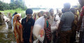 ফেনীতে ১২শ’ পরিবারের মাঝে ত্রাণ বিতরণ