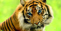 বিশ্ব বাঘ দিবস পালিত