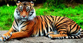 বিশ্ব বাঘ দিবস আজ