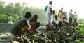 জলবায়ু মোকাবিলায় আমরাই পারি
