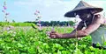 কৃষকের অধিকার রক্ষায় কৃষি আদালত গঠনের আহ্বান