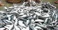 উজিরপুরে যাত্রীবাহী বাস থেকে জাটকা উদ্ধার