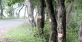 সভার আগেই ১২০০ গাছ কাটার প্রস্তুতি