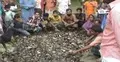 ঝড়ে মরলো কয়েক হাজার পাখি (ভিডিও)
