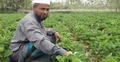 গাইবান্ধায় স্ট্রবেরী চাষের প্রসার বৃদ্ধি