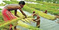 উত্তরাঞ্চলে পাট উৎপাদনের লক্ষ্যমাত্রা নির্ধারণ