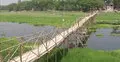 ব্রিজ নেই : বাঁশের সাঁকো দিয়ে নদী পারাপার