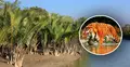 সমুদ্র গর্ভে হারিয়ে যেতে পারে সুন্দরবন