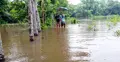 টানা বর্ষণে ফটিকছড়ির নিম্নাঞ্চল প্লাবিত : হালদা-সর্তা খালে ভাঙন