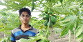 পেঁপে চাষ করে সাবলম্বী ঝিকরগাছার মহসিন