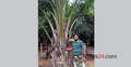 পাম গাছগুলোর শেষ রক্ষা হবে তো!