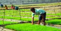 সম্প্রসারিত হচ্ছে বন্যা সহিষ্ণু ধান চাষ