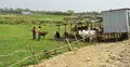  ভারতীয় গরু না উঠলে বন্ধ হয়ে যাবে হাটটি