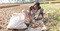 ৭২৪ কোটি টাকার ফসল খেয়েছে ইঁদুর