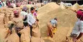 ১ হাজার টাকার সুদ এক মণ ধান