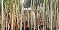 খুলনায় দাবি আদায়ে পাট শ্রমিকদের লাঠি মিছিল