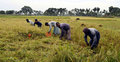 হতাশা নিয়ে চলছে ধান কাটা