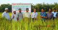 খরাসহিষ্ণু ও স্বল্পমেয়াদি ব্রি ধান-৫৬ চাষে সাফল্য