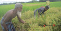 শেরপুরে বাজিমাত করেছে নেরিকা মিউট্যান্ট ধান