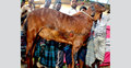 খাসি বিক্রি হলো ৪০ হাজার টাকায়