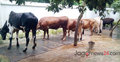 ঈদের বাজার ধরতে ব্যস্ত খামারিরা